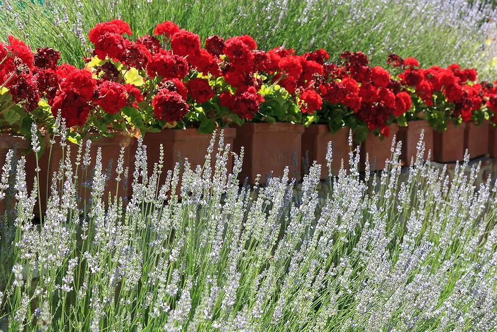 Agriturismo Cignan Rosso Villa Castellina in Chianti Farm stay